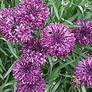 Centaurea cyanus (chaber bławatek)