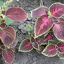 Solenostemon scutellarioides (koleus Blumego)
