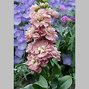Matthiola incana (lewkonia letnia)