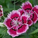 Dianthus chinensis (goździk chiński)