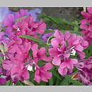 Clarkia elegans (dzierotka nadobna)