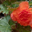 Begonia ×tuberhybrida (begonia bulwiasta)