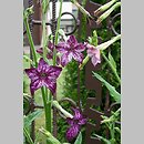 Nicotiana alata (tytoń oskrzydlony)