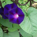 Ipomoea purpurea (wilec purpurowy)