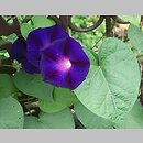 Ipomoea (wilec)