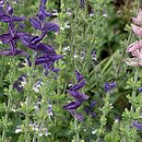 Salvia viridis (szałwia zielona)
