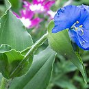 Commelina coelestis (komelina bulwiasta)