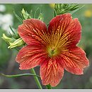 Salpiglossis sinuata (tujałka zmienna)