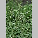 Gypsophila elegans (łyszczec nadobny)
