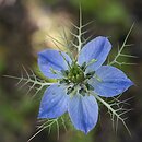 Nigella damascena (czarnuszka damasceńska)