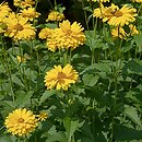 Heliopsis scabra (skwarota szorstka)