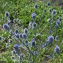 Eryngium (mikołajek)