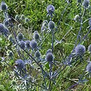 Eryngium planum (mikołajek płaskolistny)