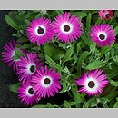 Dorotheanthus bellidiformis (dorotka stokrotkowa)