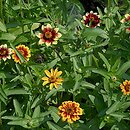 Zinnia haageana (cynia wąskolistna)