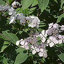 Hydrangea serrata (hortensja piłkowana)