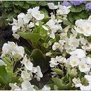 Begonia (begonia)
