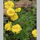 Tagetes (aksamitka)