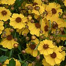 Coreopsis tinctoria (nachyłek barwierski)