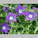 Legousia speculum-veneris (zwrotnica zwierciadło Wenery)