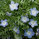 Nemophila menziesii (porcelanka błękitna)