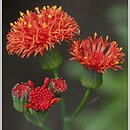 Emilia coccinea (emilia szkarłatna)