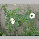 Hibiscus trionum (ketmia południowa)