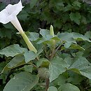 Datura metel (bieluń surmikwiat)