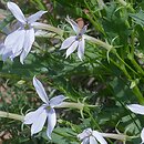 Isotoma (izotoma)