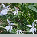 Isotoma axillaris (laurencja)