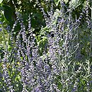 Salvia abrotanoides (perowskia bylicowata)