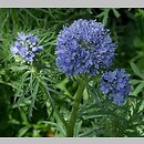 Gilia capitata (gilia główkowa)