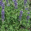 Lupinus hartwegii (łubin Hartwega)