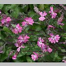 Silene pendula (lepnica pnąca)