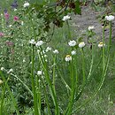 Ammobium alatum (wiekuistka rozgałęziona)