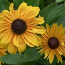 Rudbeckia (rudbekia)