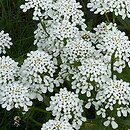 Iberis amara (ubiorek gorzki)