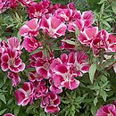 Clarkia amoena ssp. lindleyi (klarkia wdzięczna)