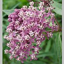 Asclepias incarnata (trojeść krwista)
