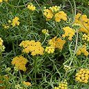 Lonas annua (lonas roczny)