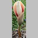Amorphophallus bulbifer