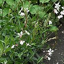 Gaura lindheimeri (gaura Lindheimera)