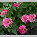 Zinnia (cynnia)
