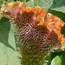 Celosia argentea var. cristata (celozja srebrzysta odm. grzebieniasta)