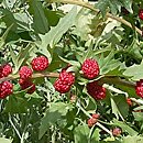 Blitum virgatum (komosa rózgowa)