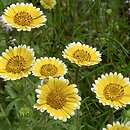 Layia platyglossa (laja)