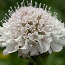 Scabiosa atropurpurea (driakiew purpurowa)