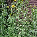 Rudbeckia laciniata (rudbekia naga)