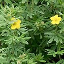 Potentilla fruticosa (pięciornik krzewiasty)