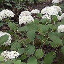 Hydrangea arborescens (hortensja krzewiasta)